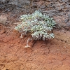 Plants: image 9 Of 62 Thumb